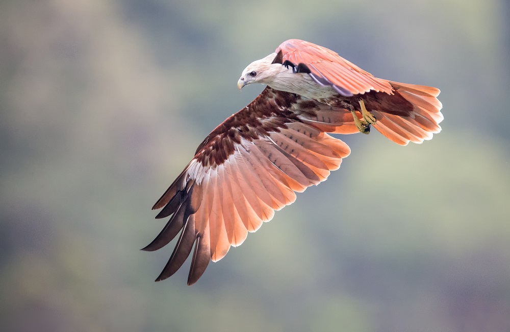 A Brahminy Kite in flight